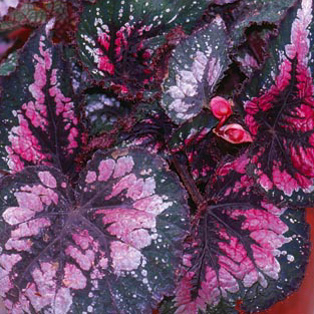 B. ‘Maui Mist’